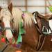 Fable the horse is dressed as a princess for the Kay Peplau Therapeutic Riding Center's Halloween Trick-or-Treat horse ride. (Tanya Moutzalias for AnnArbor.com)